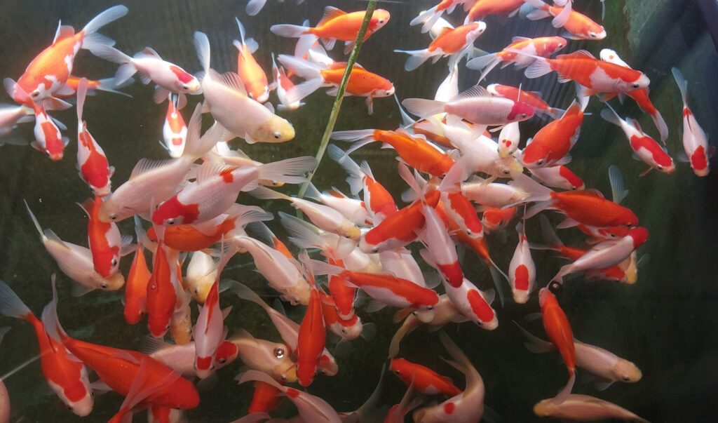 Goldfisch Mythen: Goldfische
